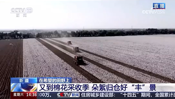央視報道-直播沃得采棉機(jī)在新疆石河子棉田高效采收